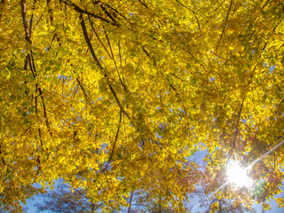 yellow leaves in autumn