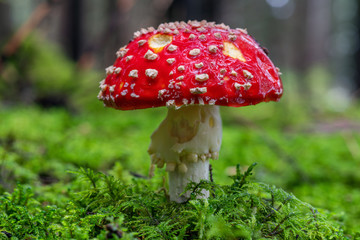 Close up of a vibrant red Amanita Muscaria mushroom, growing in green moss