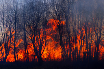 Forest fire burns in orange and red. Dark silhouettes of trees against the background of flames.