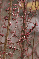 The first flowers on apricot trees, even before large-scale flowering