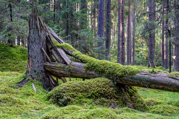 Cracked and fallen fir tree covered in moss - Powered by Adobe