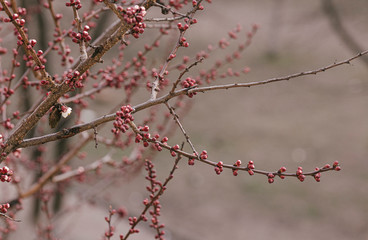 The first flowers on apricot trees, even before large-scale flowering
