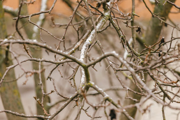 A branch of a tree in early spring with snow on it