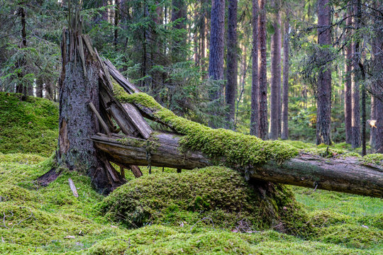 Cracked and fallen fir tree covered in moss
