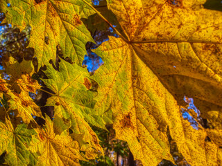 yellow leaves in autumn