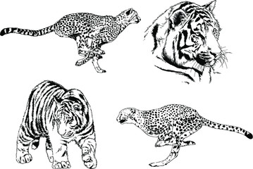 set of vector drawings on the theme of predators tigers are drawn by hand with ink tattoo logos