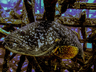 Sabar  : Giant Grouper In Celebes Sea
