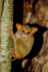 Sabar Rain Forests  : Tarsius Tarsier Climb On The Tree 