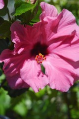 pink hibiscus flowers in the garden.