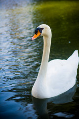 Fototapeta premium Beautiful white swan on a lake