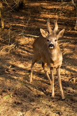 Young cute roe deer in sunset light in national park forest outdoors. Brown and yellow colors photo