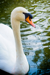 Beautiful white swan on a lake