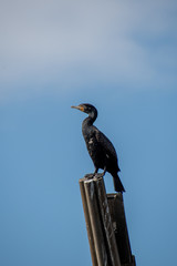 A picture of a double-crested cormorant perching on the stud.  Vancouver BC Canada