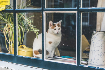 cat inside the house looking through the window, the atmosphere is of a classic vintage style house