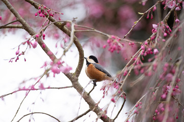 お花見をする野鳥