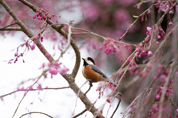 お花見をする野鳥