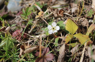 Strawberries in Sochi bloom in early March.
