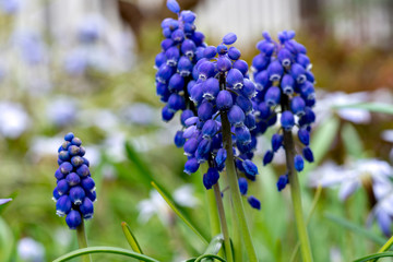 Full blooming of grape hyacinth (Muscari neglectum)