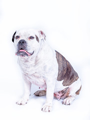 Obraz premium Portret of a white brown old English bulldog breed dog looking straight forward into the camera, on a white background, copy space