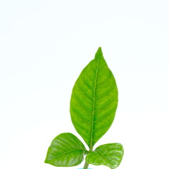 Fototapeta premium Green seedling on white background