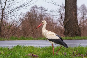 ein Storch sucht Futter neben einer Strasse