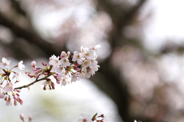 満開の桜