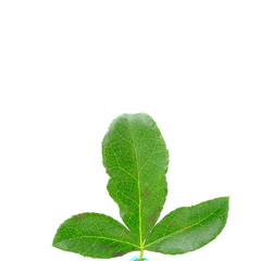 Purple flower bloom close up on white background