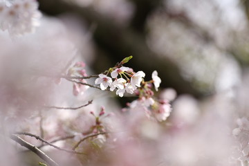 満開の桜