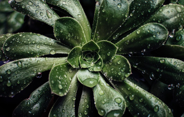 drops on green leaf