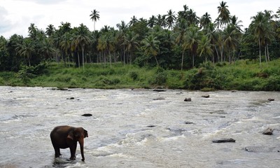 The Asian elephant is the largest living land animal in Asia.