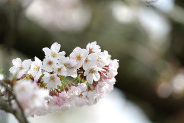 満開の桜