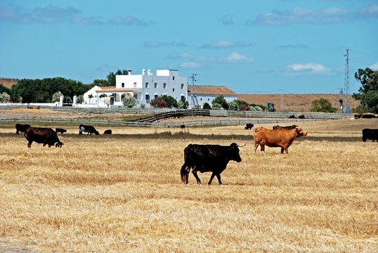 Bulls in a field with a farmhouse (Cortijo) to the rear, Medina Sidonia, Spain.