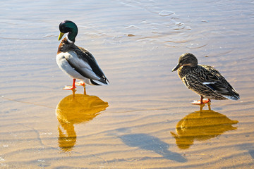 Wild ducks family on the lake ice