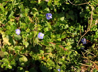 Forest flowers of the Caucasus in early March.