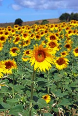 Fototapeta premium Sunflower field in the countryside, Medina Sidonia, Spain.