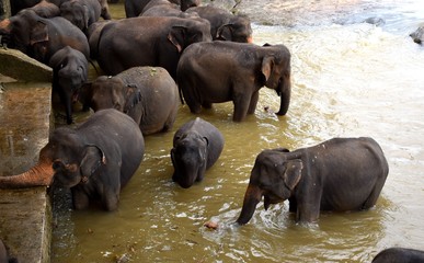The Asian elephant is the largest living land animal in Asia.