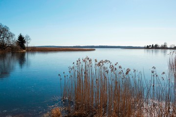 The shore of the lake with thin ice and the reeds