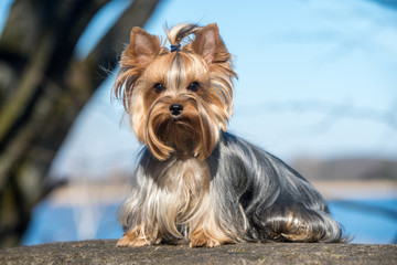 Yorkshire terrier dog sitting close up on nature