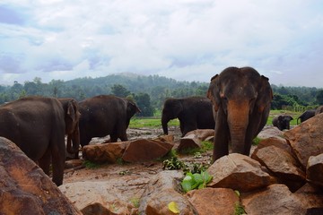 The Asian elephant is the largest living land animal in Asia.