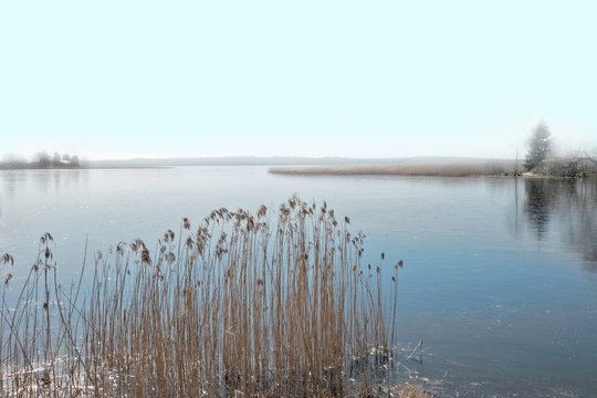 Lake shore with reeds and fog