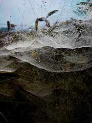 spider web