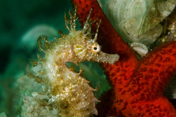 cavalluccio marino