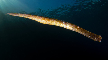 Pesce ago cavallino cavalluccio marino