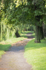 Relax and freshness walk path under the tree. Vinkovci, Croatia.