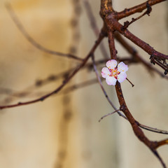 Blooming apricot in the spring.
