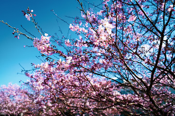 Cherry blossom in Yokohama, Japan
