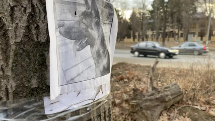 Missing pet poster with information about lost or found German Shepherd dog, missing dog flyer on a tree close-up.