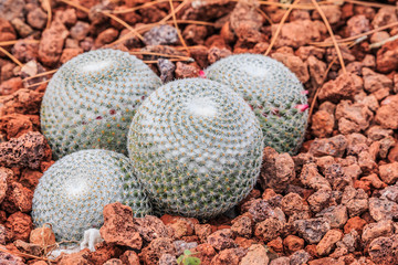 Cactus Mammillaria albilanata on stony ground in autumn with white-woolly spines and small armin...