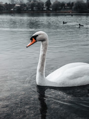 swan on lake