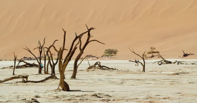 Amazing dry dead trees on white sand and tourists on the background, Deadvlei, 4k